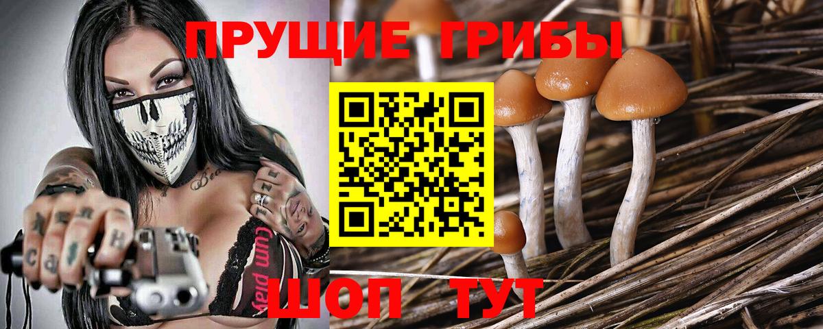 Галлюциногенные грибы мицелий  Десногорск  Псилоцибиновые грибы Psilocybe 